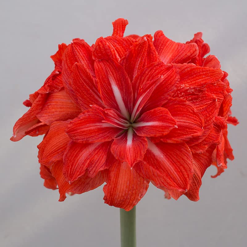 Amaryllis Double Circus® | 1 Stück | Zwiebelgröße 30/32 | Ritterstern | Rot | Zimmerpflanze | 100% Blütegarantie