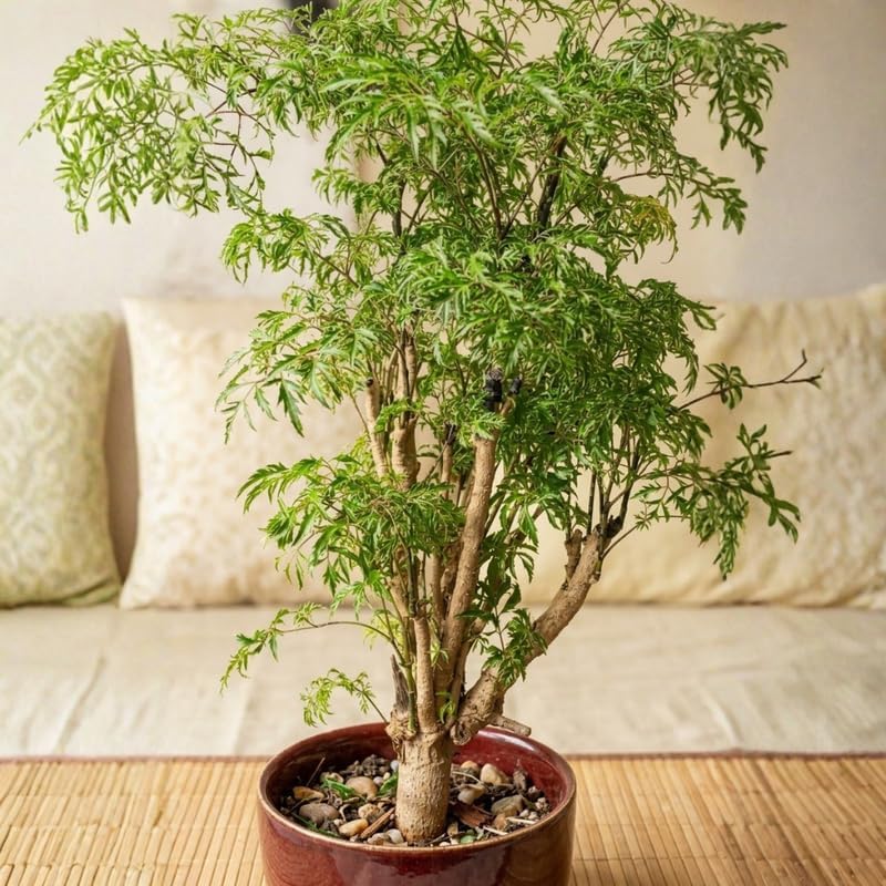 Aralia Ming Plant fot Houseplant, 4 Inch Size, Unique Lacy Leaf Indoor Perennial for Bright Spaces and Modern Home Décor