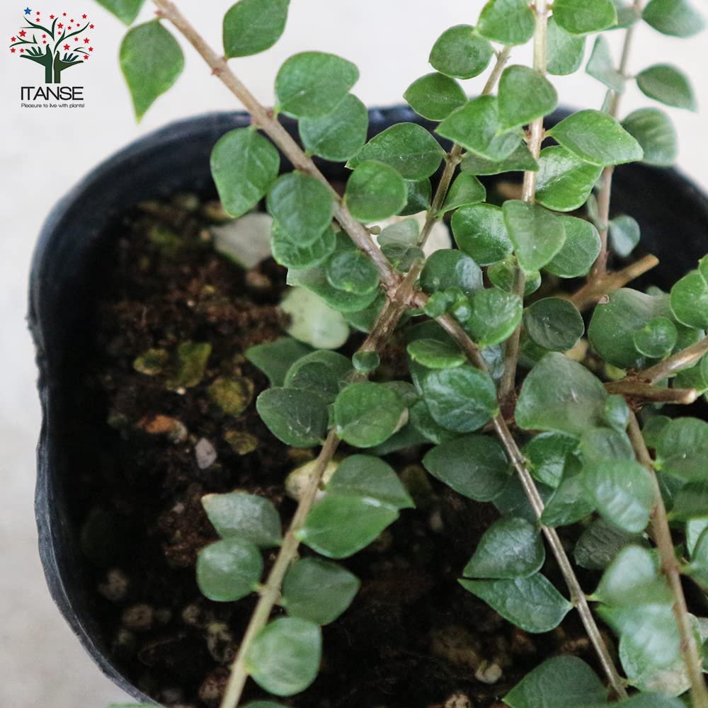 Amazon.co.jp: ロニセラ・レッドチップ 3号ポット苗【品種で選べる花木