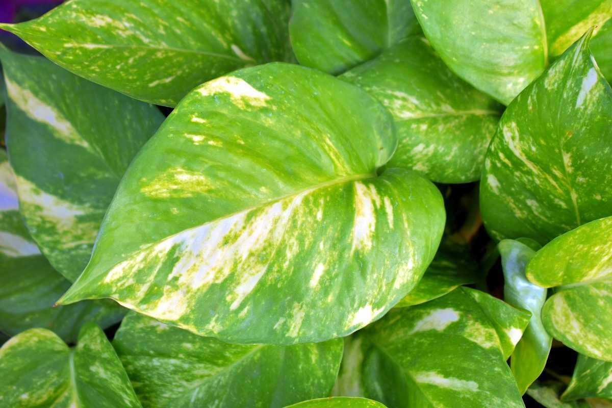 Your Shop Indoor Air Purifier Plants For Home Money Plant Variegated - 1 Healthy Live Plant