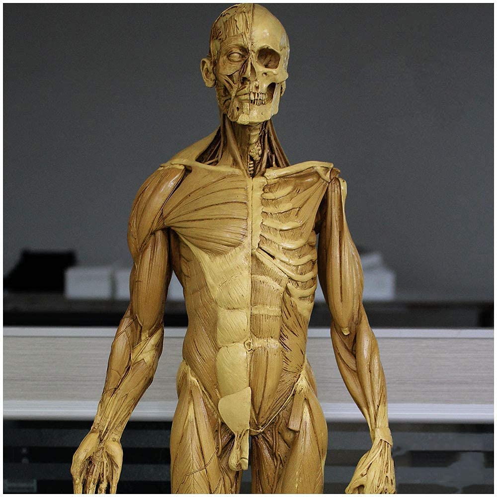 Amazon.co.jp: 男性の解剖学図-アートボディマネキン絵画彫刻-60Cm