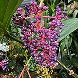 Medinilla Magnifica Plant - Malaysian Live Orchid Plant Live Pink Flowers 3-8' Tall, in 3' Pot