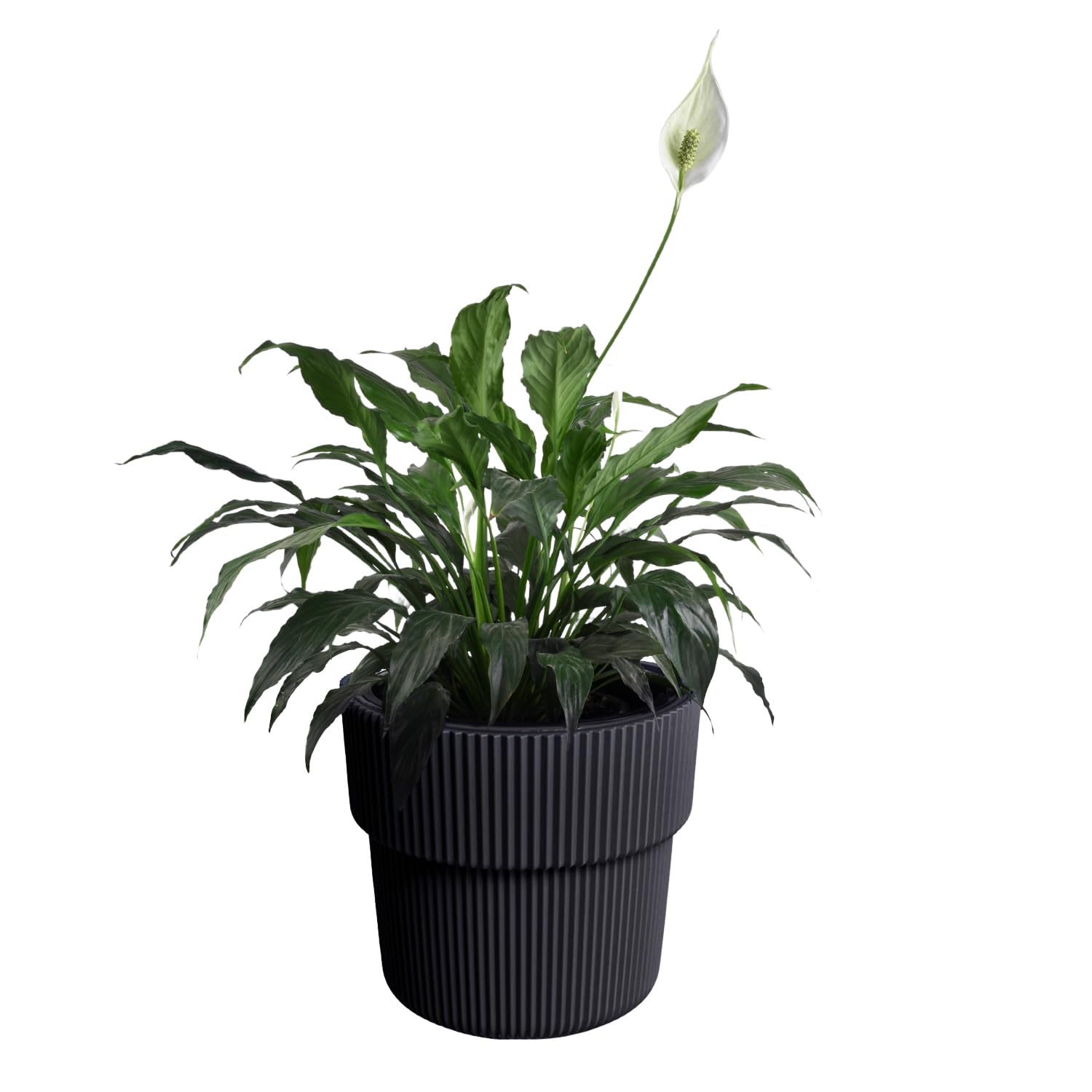 B2C Flowerpot Ridged Planter with removable insert Indoor Outdoor Plastic Frost & UV Resistant Modern (Anthracite, W29.9cm x H28.5cm)