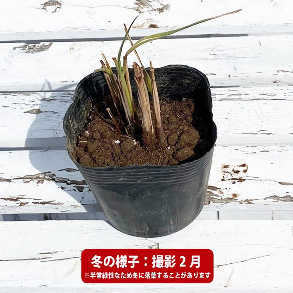 Amazon.co.jp: ハーブ 苗 レモングラス 3号ポット苗 : DIY・工具・ガーデン