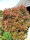 Glanzmispel Photinia fraseri Red Robin 80-100 cm im 7,5 Liter Container