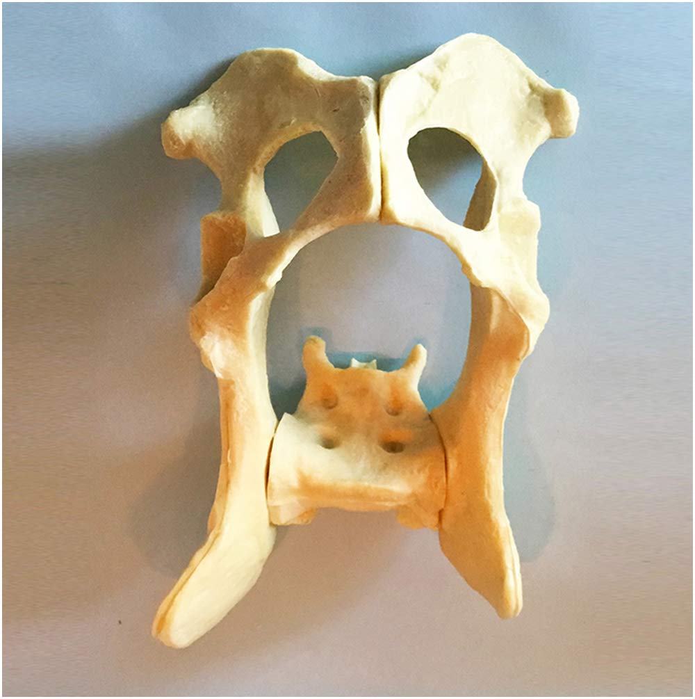 Sjdopulse A Dog Hip Skeleton Bone Model - Medical Nimal Skeleton Bone Model - Rtificial Bone Canine Dog Hip Bone Model - For Veterinary Teaching Study (A)