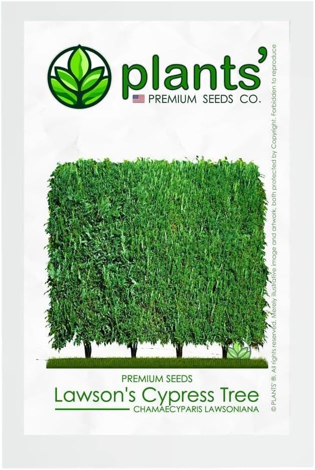 Lawson's Cypress Hedge | Premium Seeds | Chamaecyparis lawsoniana | Plants'® (Premium Seeds, 500)