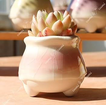 [専用] 陶器　インテリア 楽天市場】☆倉庫移転の為、総売り尽くしセール！☆ 陶器製