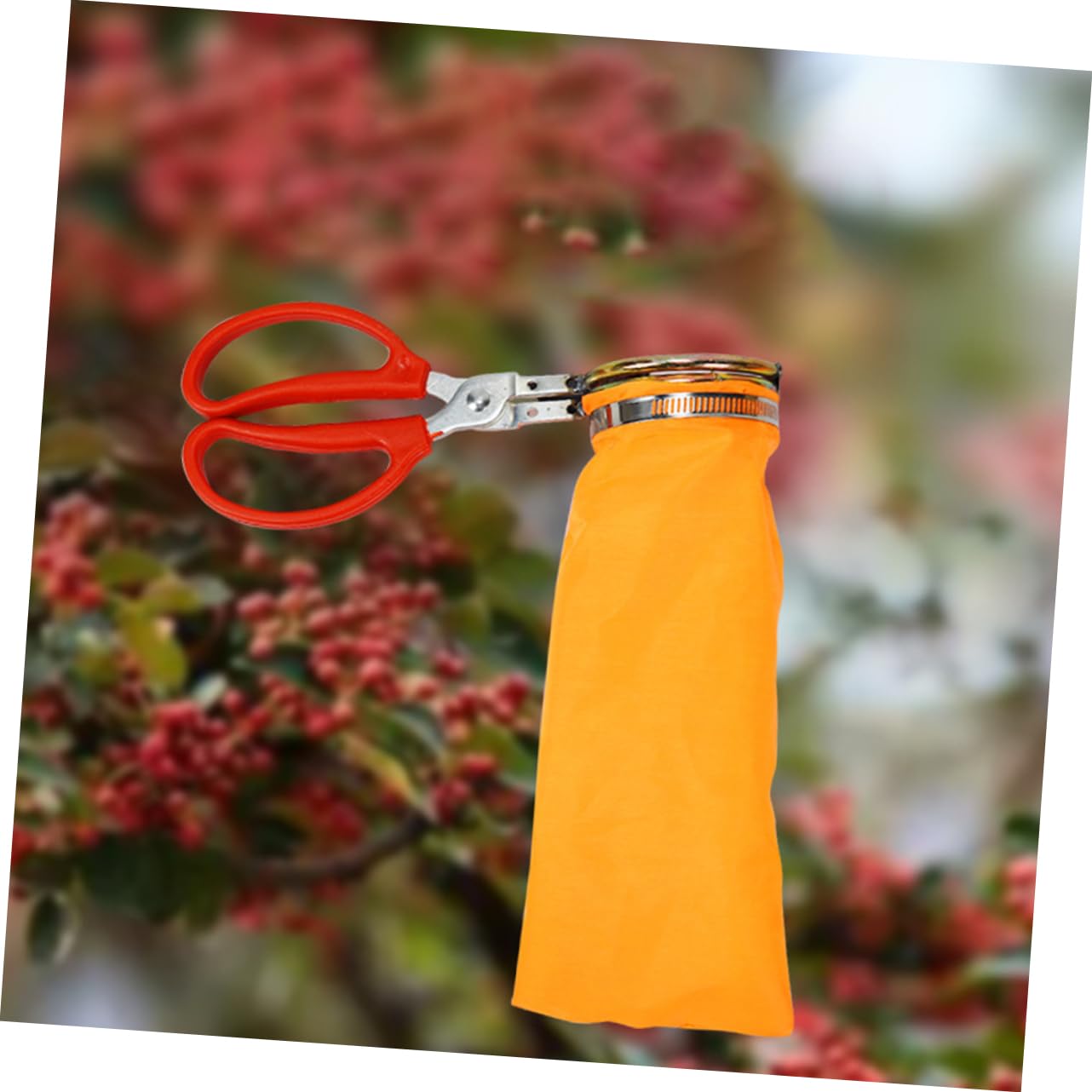 BESPORTBLE 4 Pièces Outils de cueillette Fruit Ciseaux Panier cueilleur de longanes Support de cueilleurs de longanes détachable Haricots Rouges Fraise Goji Litchi et Longane