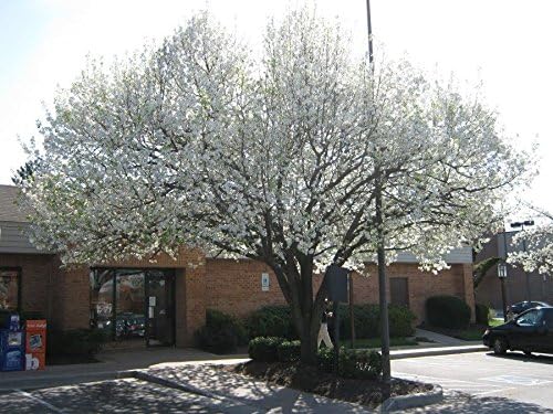 Bradford Pear, Pyrus calleryana, (Callery Pear) 30 semillas de árbol (colores rápidos y otoñales)