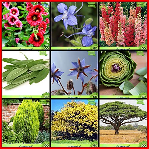 Creative Farmer Seeds And Plants Combo Flower Seeds & Tree Seeds : Cedars, Blue Wattle, Acacia Senegal, Sage Broad Leaved, Borage, Artichoke Green Globe, Hollyhocks, Larkspur-Giant, Larkspur Terrace Gardening