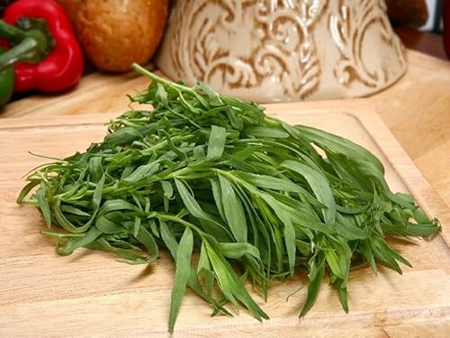 Seedsup - 500+ Tarragon Estragon Herbs Medicinal - Herb Green #TOP1