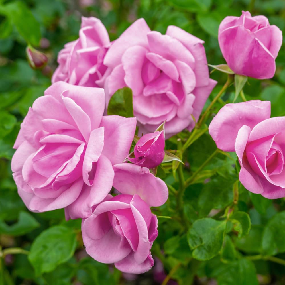 YouGarden Harkness Rose 'Graciously Pink', Established Rose in 4 Litre Pot, Ready to Plant, Pink Rose For Pots, Beds, and Borders