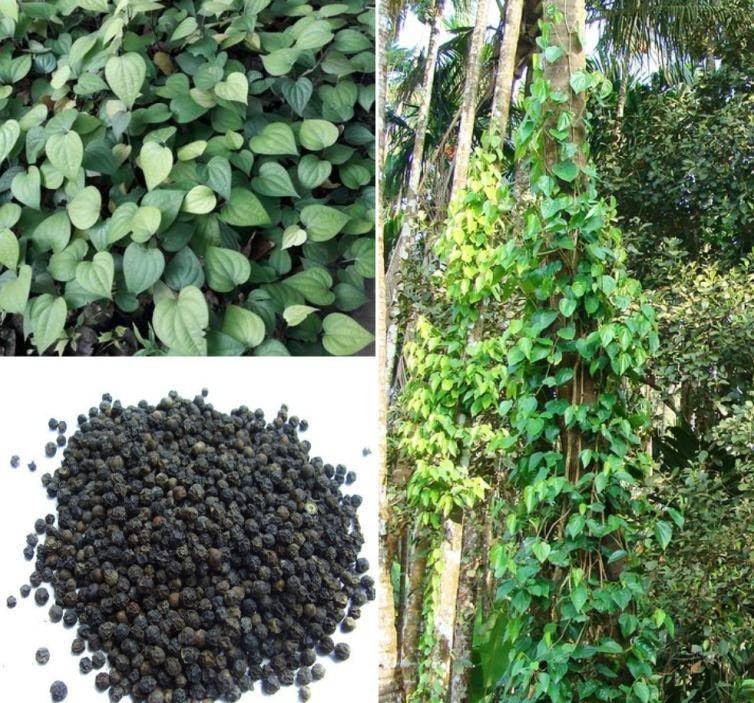 Image of BLACK PEPPER PLANT OUTDOOR GARDEN LIVE ORGANIC HYBRID FRUIT /GOLMORICH PLANT