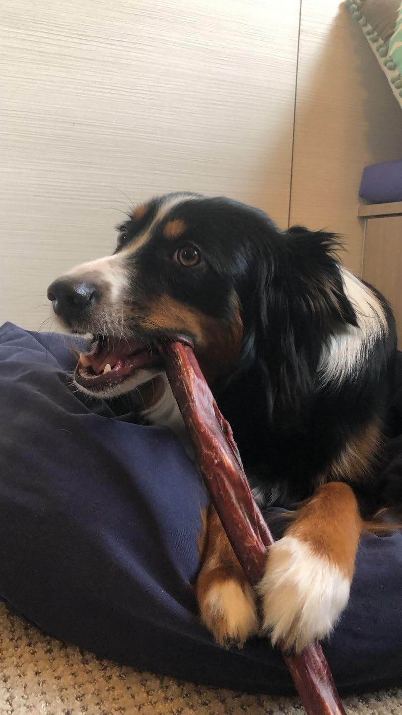 Bully Bunches 12 Inch Collagen Wrapped in Beef Bully Stick | Consistently Sized, All-Natural, Long Lasting Dog Chew | Dental Stick for Avid Chewers (12 Inch, 10 Pack)