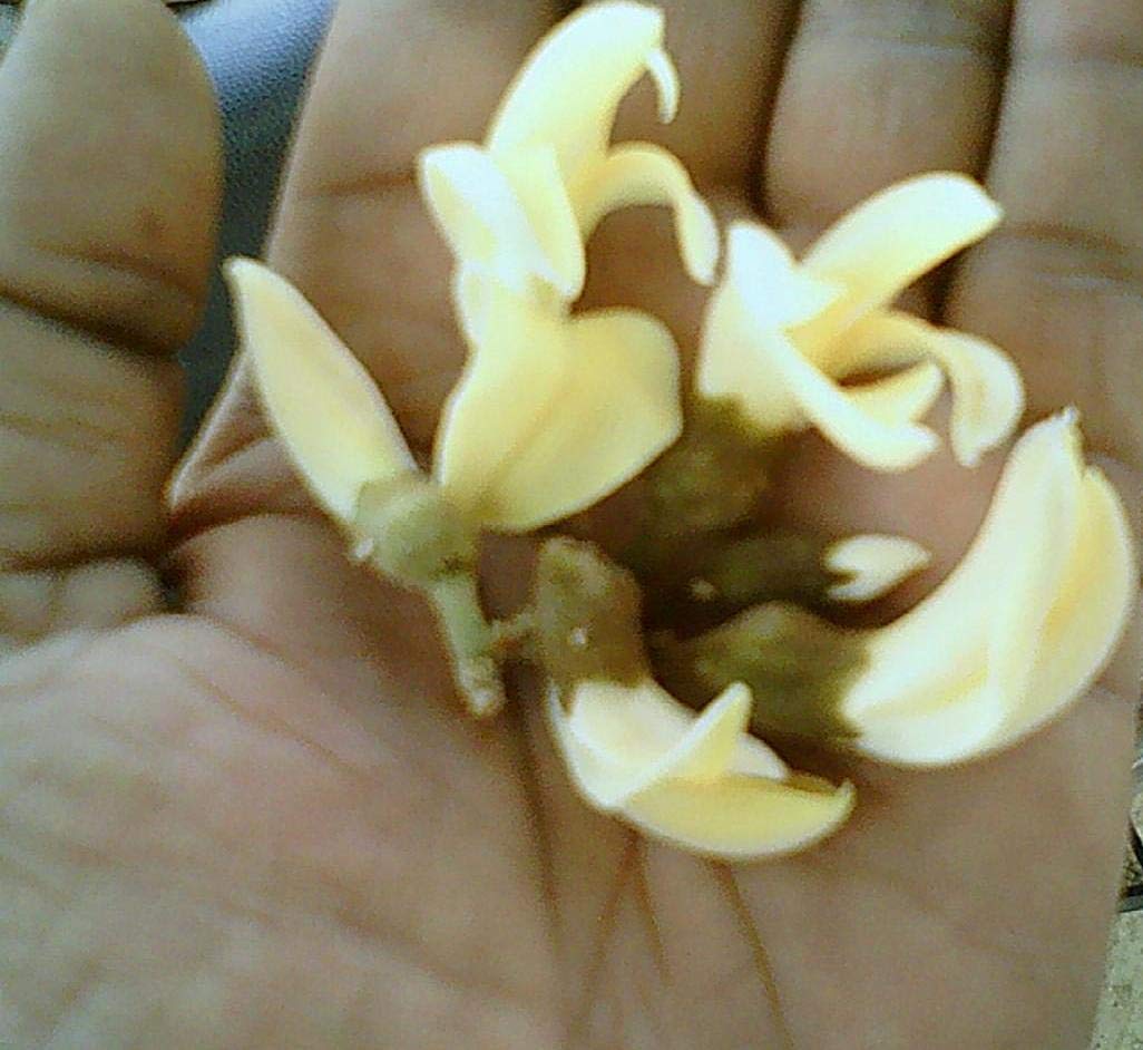 Golden Hills Farm Butea Monosperma Palash Tree, White -Set of 15 seeds