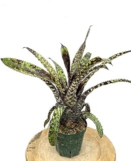 (現品) エクメア オーランディアナ 'ブラックバンド' (No.62021) (タンクブロメリア Aechmea orlandiana 'Black Bands')