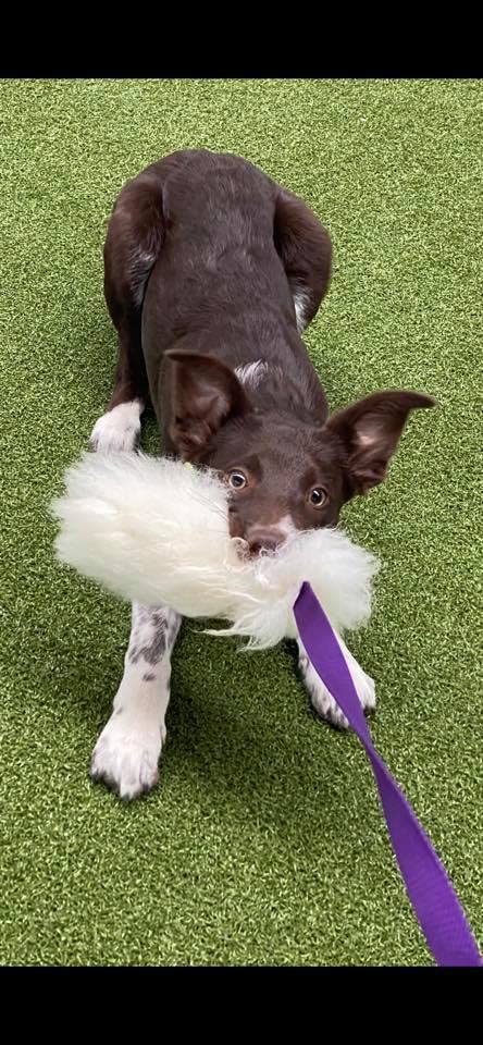 Dingo Hundespielzeug aus echtem Lammfell mit Griff Apporte Motivation Spiel Zerrspielzeuge Training Violetter Griff 15582