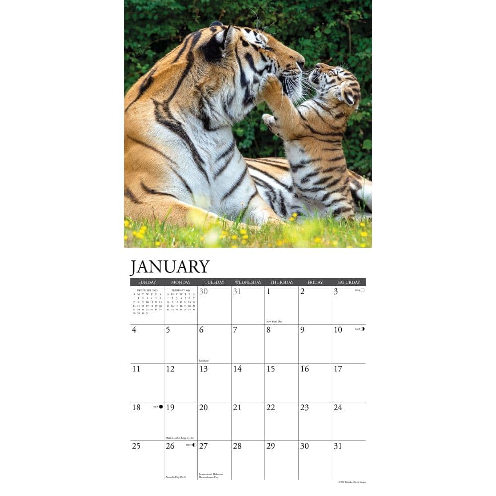 2026 Tigers Wall Calendar | 12 Month Large Format | Plastic-Free Packaging