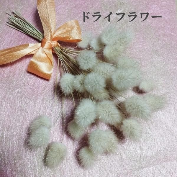 Amazon.co.jp: 秋まき花の種 ラグラスバニーテール 50粒 ドライ