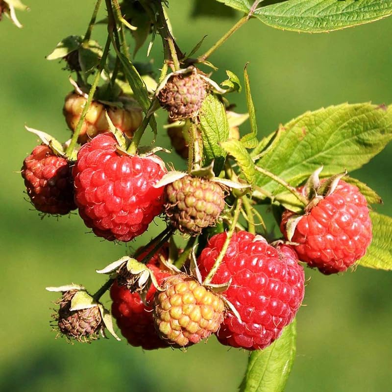 Heritage Raspberry Plant Live for Planting, 16-22 Inch Tall, Red Raspberry Bushes Live Plants, Raspberry Fruit Tree