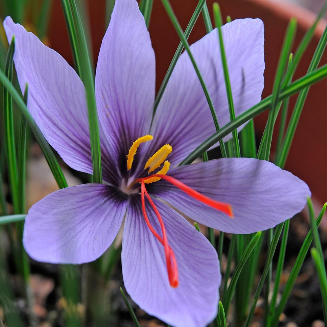 M-Tech Gardens Saffron Crocus Flower Plant Kashmiri Saffron Bulb/Kesar/Zafran/Crocus Corm (5 Bulbs Pack) - Image 4 thumbnail