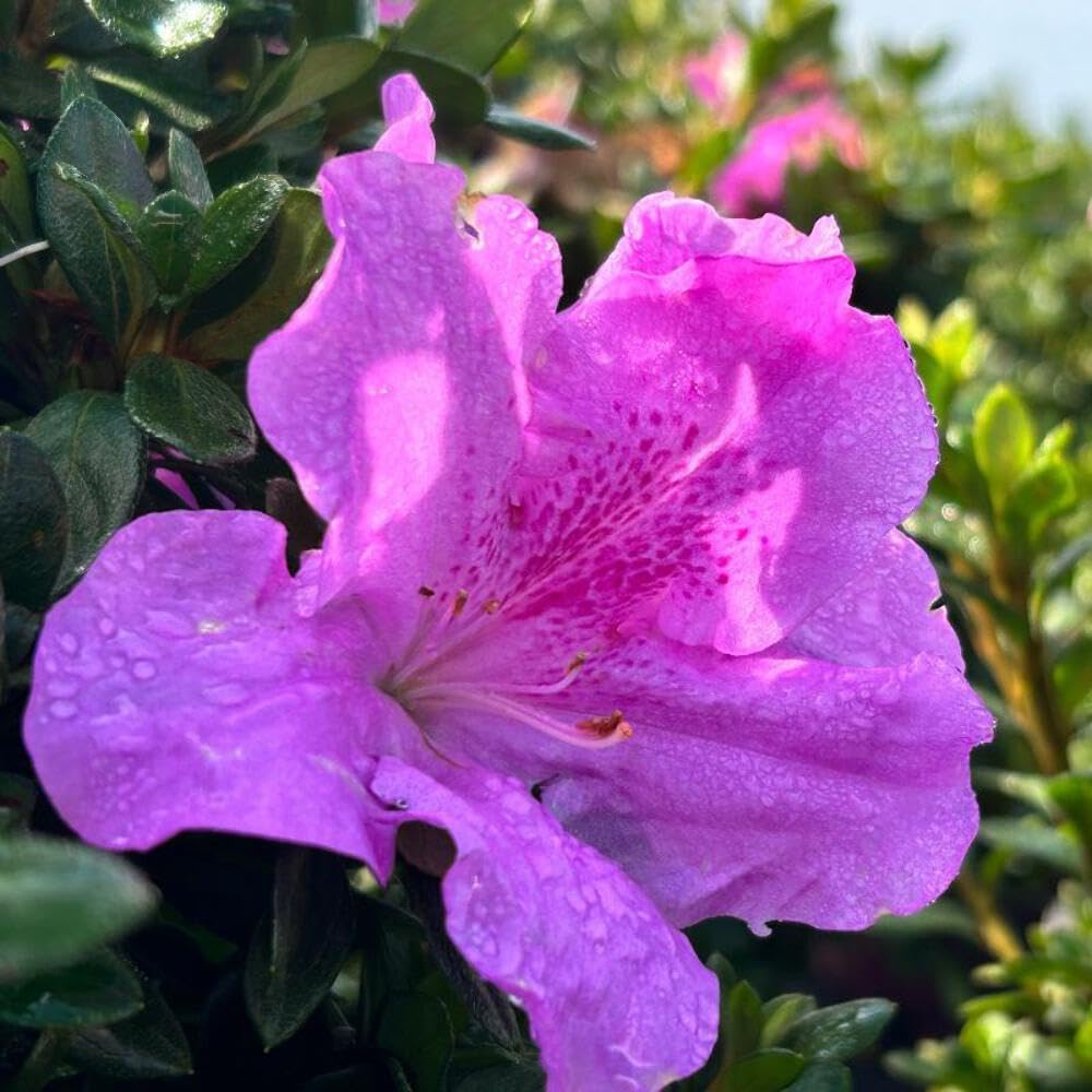 Azalea Encore® Autumn Lilac® - 3 Gallon