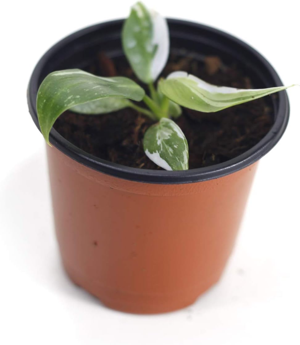 Philodendron White Princess(S)