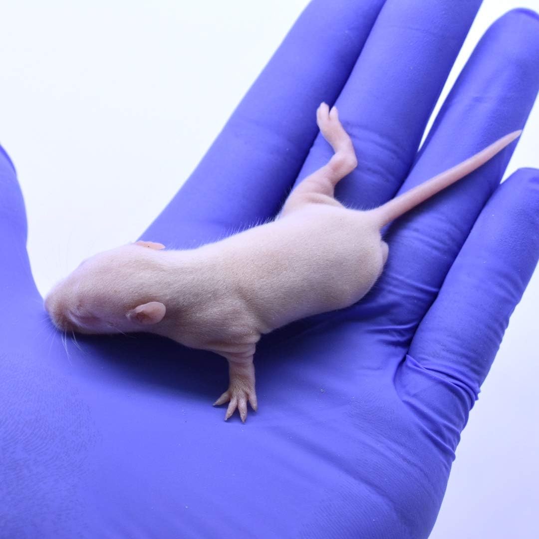 Buy MiceDirect 100 Fuzzie Rats Pack of Frozen Fuzzie Feeder Rats