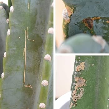 ★専用★カクタス様 Amazon｜さぼてん 柱サボテン とげなし 鬼面角 キメンカク 4号