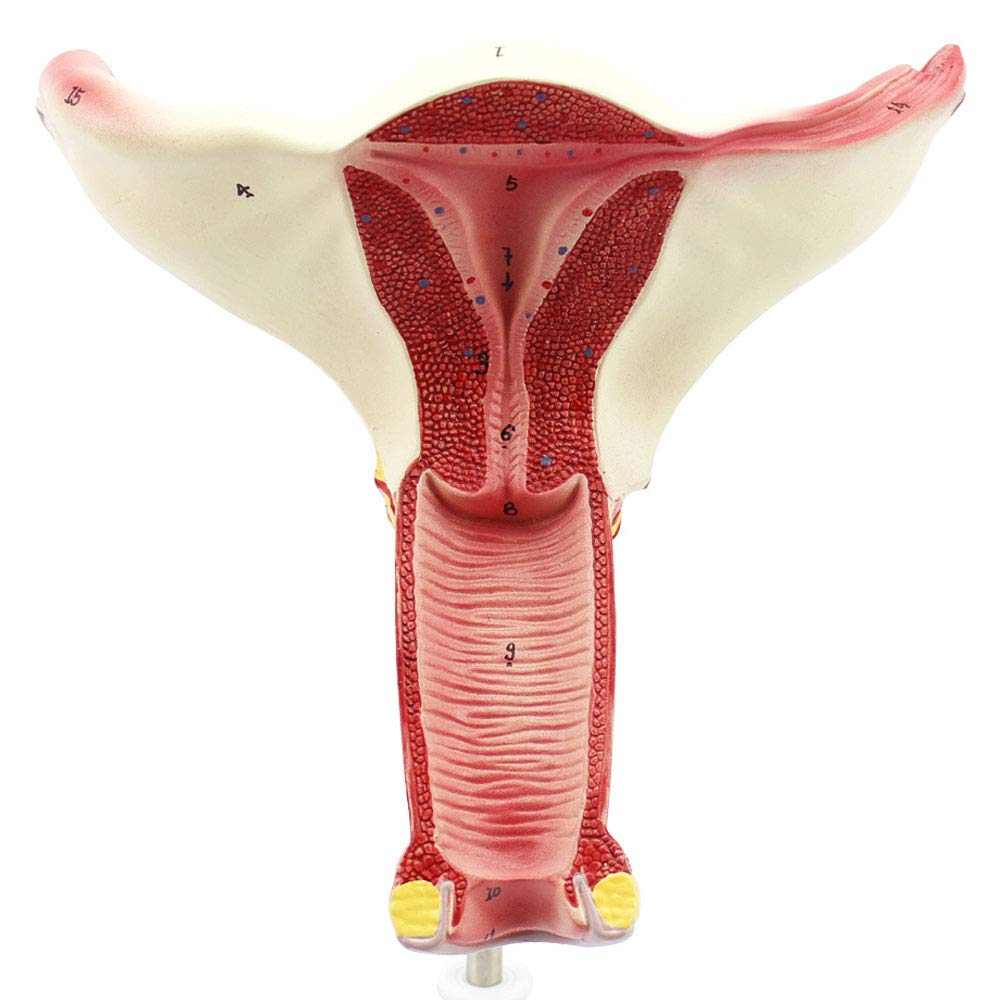 Ovarial-Eileiter-Modell, verwendet for die Uterus-medizinische Lehre