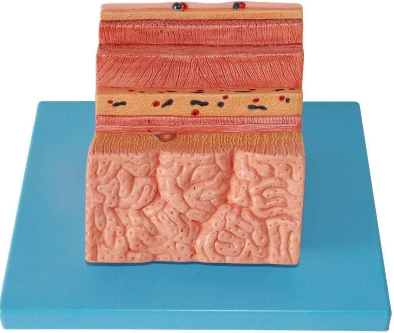 Human Stomach Wall Anatomical Model, Stomach Wall Enlargement Model, Human Digestive System Gastric Anatomy Medical Teaching Aids, Used for Education and Display