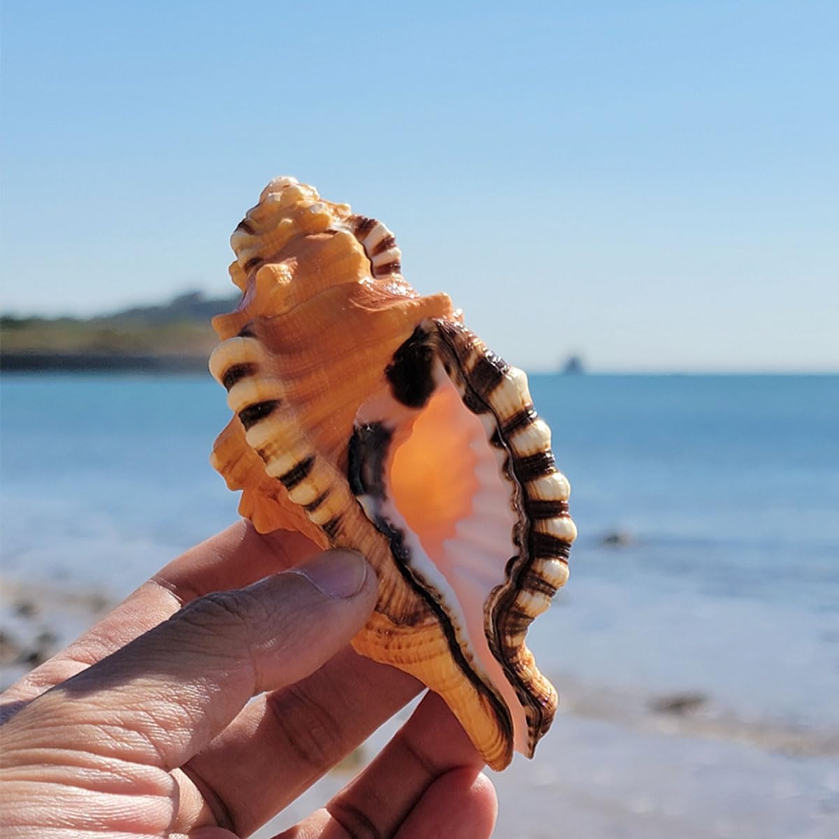 Grandi conchiglie marine, Conchiglia naturale, Decorazioni FishTank, conchiglie naturali Super Conch Elephant Snail for decorazioni for matrimoni, feste a tema spiaggia, decorazioni for la casa, artig