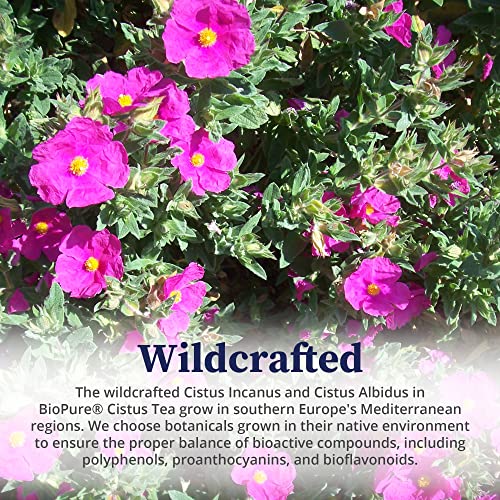 Biopure Cistus Loose Tea – Wild Organic Cistus Incanus & Cistus Albidus Rich In Antioxidants, Polyphenols & Bioflavonoids Great For Immune Function, The Gut, And Overall Wellness – 3.5Oz #TOP4