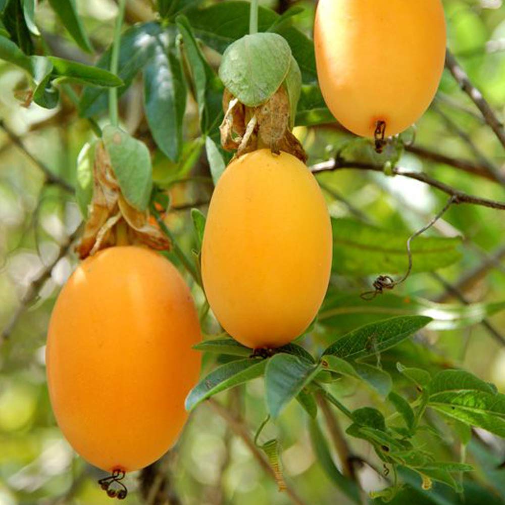 希少 幻のミズレモン苗 2本入り Amazon.co.jp: ITANSE おいしい