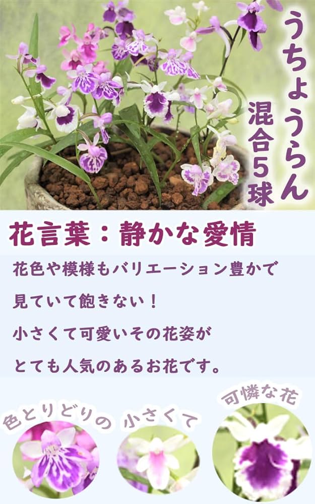 i1102-03無銘ウチョウ交雑種 朱一ぼかし仁王花の増殖品 (山野草 i1102-03無銘ウチョウ交雑種 朱一ぼかし仁王花の増殖品 (山野草