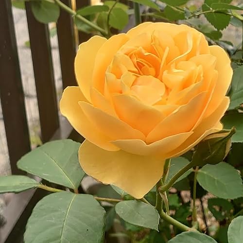 Vista 3 de Planta viva fragante de rosa trepadora, bien arraigada de 5 a 9 pulgadas de alto, sin hojas, escaladora para interiores y exteriores, rosal, té