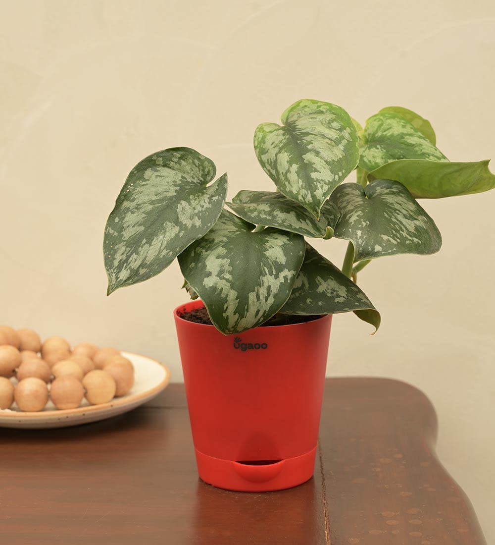 UGAOO Money Satin Natural Live Indoor Plant with Pot (B09PF3NTQN) Amazon Price History, Amazon Price Tracker