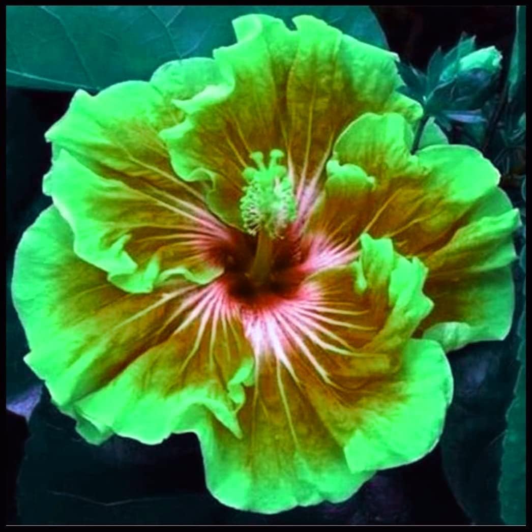 Fugalaucm Delightful Hibiscus Bulb Perennial Planting