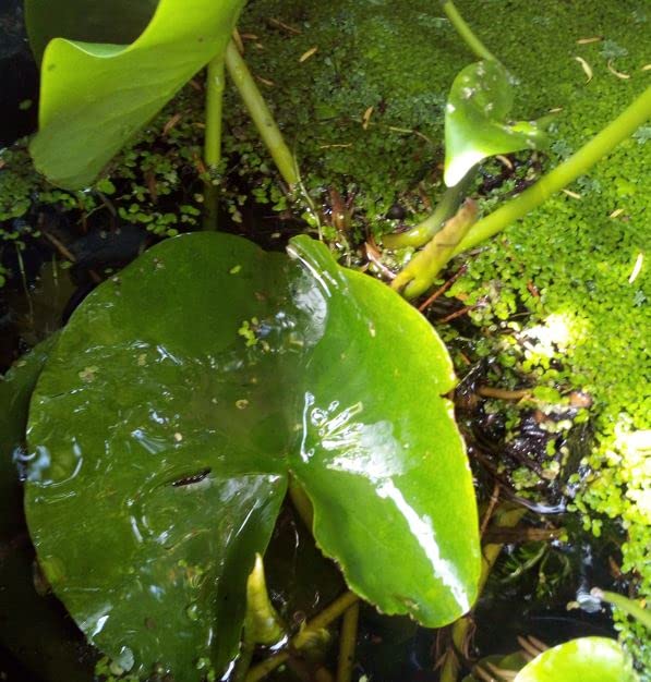 Teichpflanzen winterhart für mittelgroße Teiche Komplettset mit Seerose, Wasserschwaden, Kalmus, Fieberklee, Hechtkraut aus Naturteichen, schöne kräftige Pflanzen , tolle Ware - Image 3