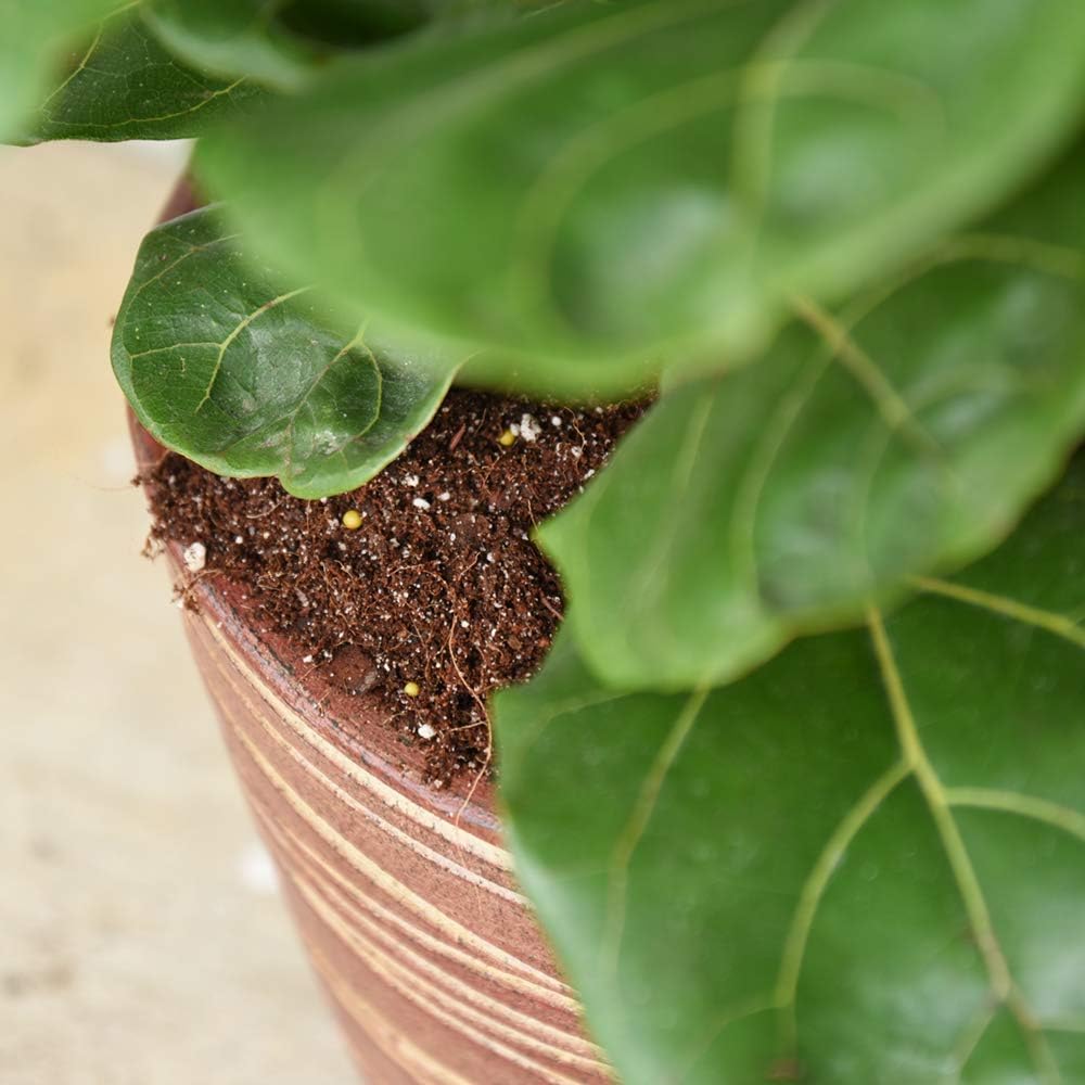 Best Soil For Fig Trees In Pots And Which One Is