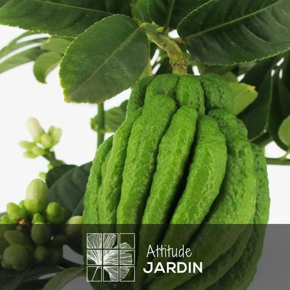 Attitude Jardin - Main de bouddha - citrus medica var. sarcodactylis - agrume méditerranéen - arbre fruitier - 75-85 cm - ⌀ 22 cm