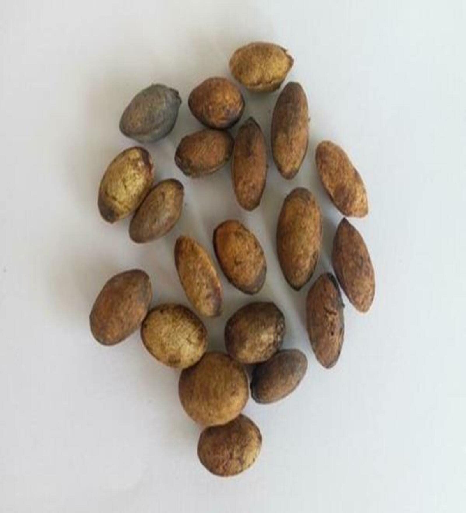 See full amazon price history chart for Studio Seed Simarouba Glauca-Lakshmi Taru Seeds Pack of 30 Seeds Studio Seed Simarouba Glauca-Lakshmi Taru Seeds Pack of 30 Seeds (B0BSXBRZR2) Amazon Price History, Amazon Price Tracker