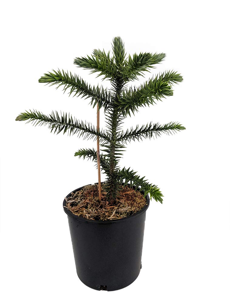 ficus lyrata bonsai Buy Ficus Lyrata Fiddle Leaf Fig @ Just Rs. 249 Abana Homes