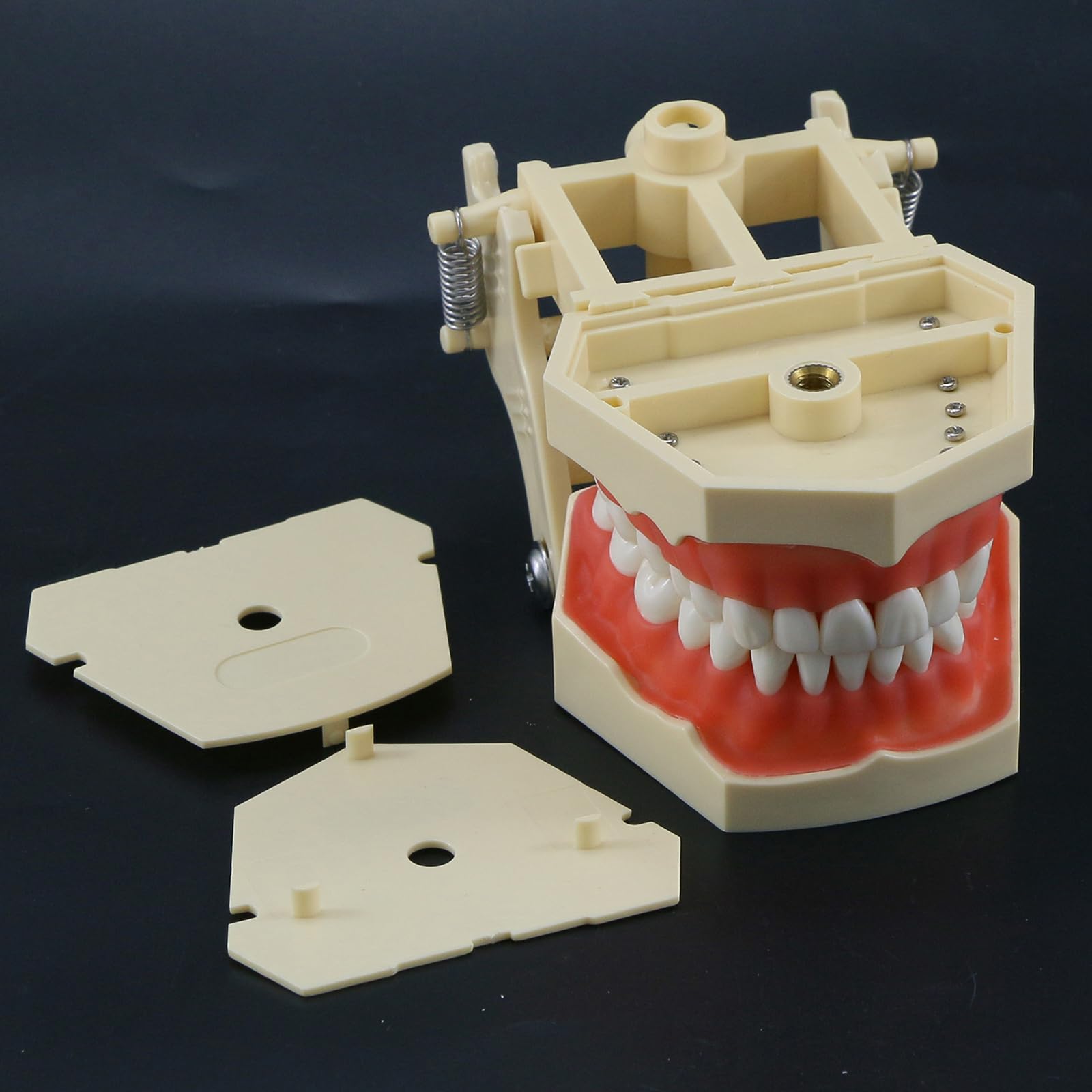 Modello di Insegnamento Orale, Modello di Preparazione del Dente Staccabile E Sostituibile a 32 Denti a Bocca Piena, Utilizzato per L'insegnamento Dentale E L'igiene Orale