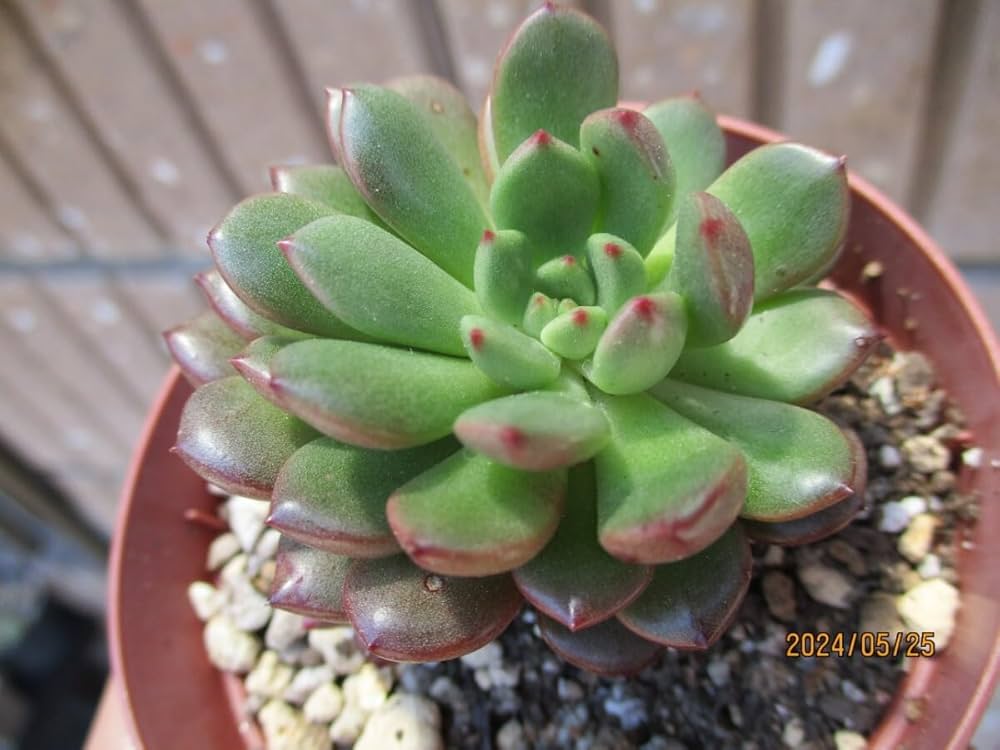 多肉植物 ピンクルルビー♡抜き苗 多肉植物 ピンクルルビー 抜き苗 【公式通販】