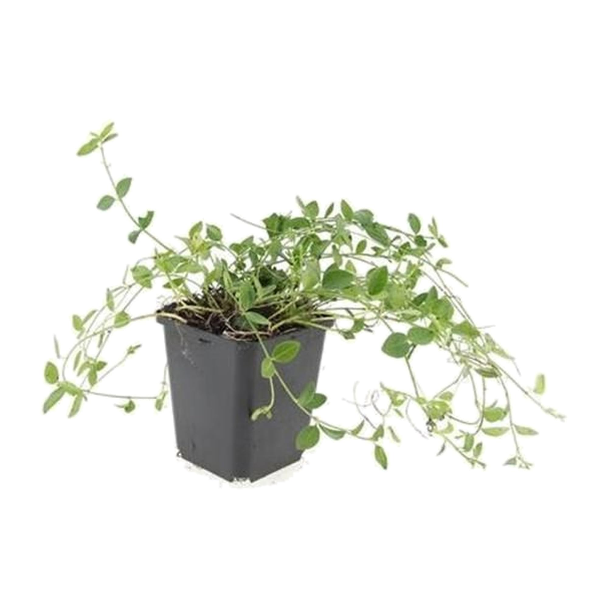 Vinca 'Gertrude Jekyll' con Hojas Verdes, para Sombra, Blanco, Pack de 60