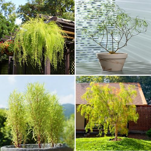 Mixrug Dwarf Willow Tree Seeds for Planting, 30pcs Perennial Willow Tree Seeds to Plant, Heirloom Non-GMO Beauty Bonsai Plants for Home Garden Outdoors