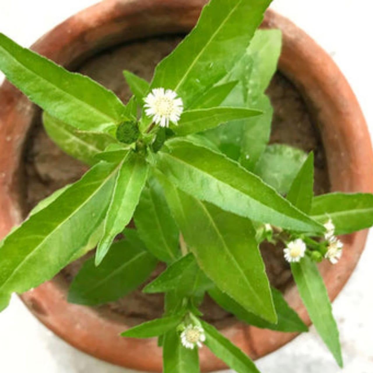See full amazon price history chart for Generic Bhringraj Real Live Plant Eclipta Prostrata Alba False Daisy Plant With Pot (Bhringraj Plant White) Generic Bhringraj Real Live Plant Eclipta Prostrata Alba False Daisy Plant With Pot (Bhringraj Plant White) (B0CXQ96SNN) Amazon Price History, Amazon Price Tracker