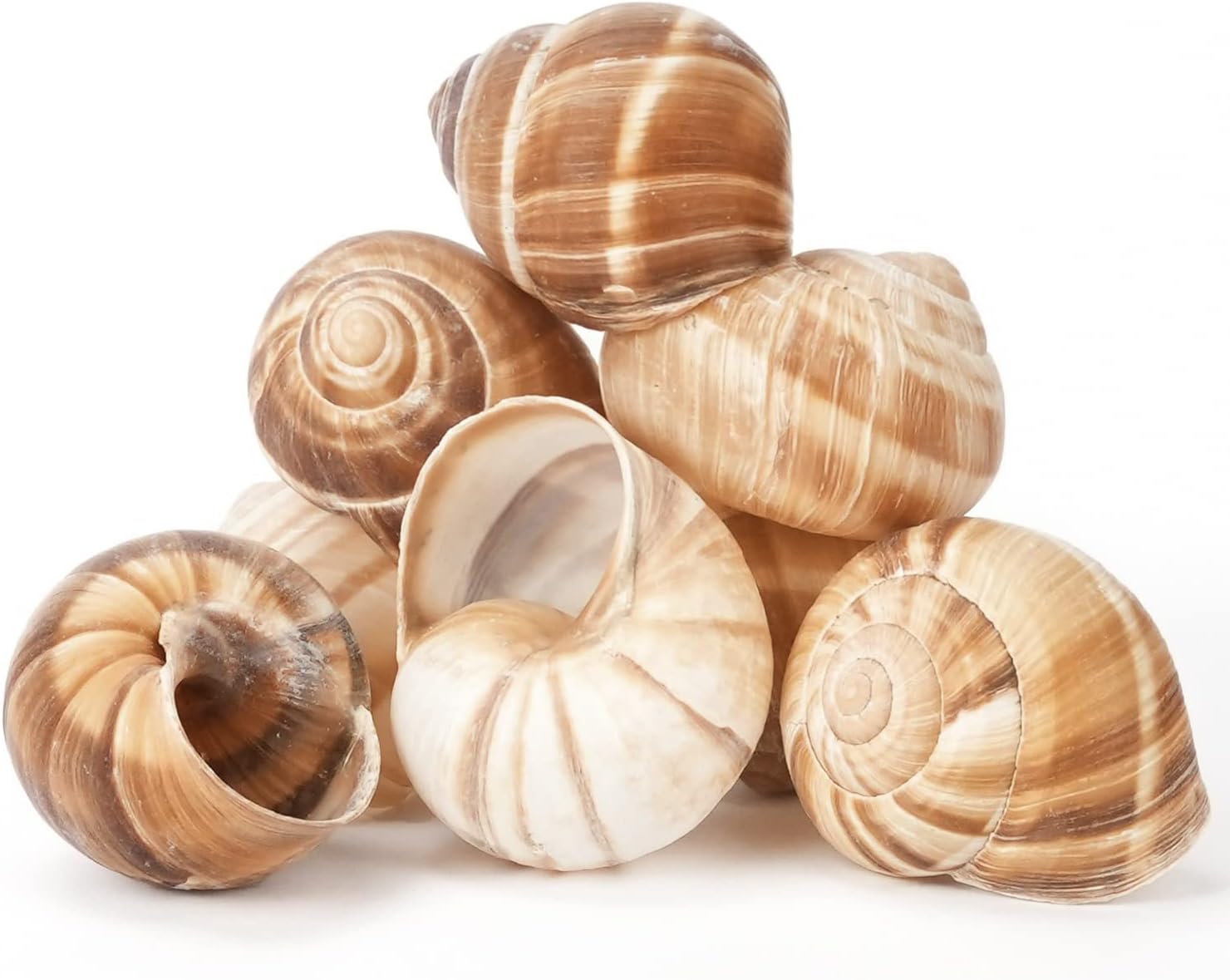 Cavair Line Escargot Snails Empty Giant Shells - 24 pcs - Extra Large Escargot Shells – Premium Quality - Imported from France